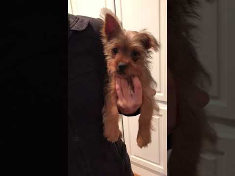 Sophie is a very energetic Yorkshire Terrier