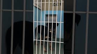 Video preview image #1 Rottweiler Puppy For Sale in Pasadena, CA, USA