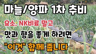 마늘/양파1차추비방법 양파추비시기 마늘양파의 맛과 향을 좋게 하려면 "이것"을 주세요.