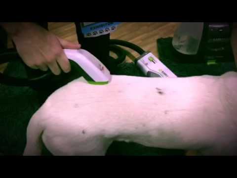 The BISSELL BarkBath - seen at Global Pet Expo 2017