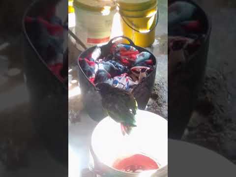 Mi lora Sara jajajajaja