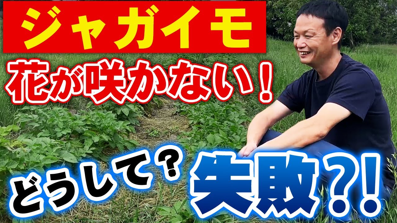 自然農法14年でも虫が発生する理由