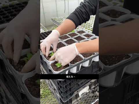  6か月の開花を得るには、いつペチュニアを播種すればよいでしょうか？  庭園