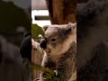 Stay Tuned For Best Nature Shorts Close Up Nature