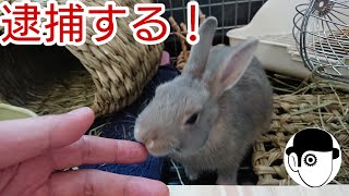 ぴょこ太郎に痴漢したら警察呼ばれました #4【ネザーランドドワーフ(Netherland Dwarf rabbit)】
