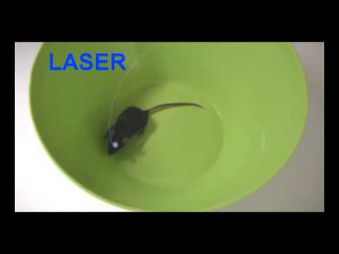 Still image from the Indirect pathway medium spiny neurons inhibit movement YouTube video