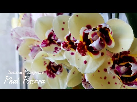 ОБИЛЬНОЕ и ШИКАРНОЕ цветение моих ОРХИДЕИ /часть 2/ orchids орхидея orchid фпленопсис phalaenopsis