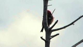 preview picture of video 'White-winged Crossbill (Homer)'