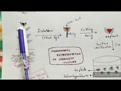 Plant tissue culture technique Step by step process Procedure Bio science