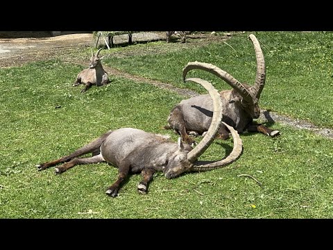 Pfänder [Pfänderspitze - Panorama - Alpenwildpark] (25. Mai 2022)