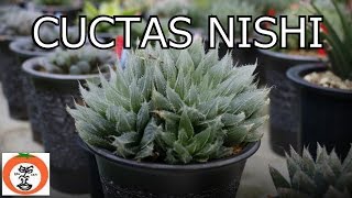 preview picture of video 'カクタス・ニシ サボテン 多肉植物 【 うろうろ和歌山 】 和歌山県 和歌山市 cactus succulent plants Japan'