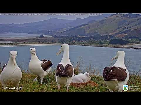 Dancing Royal Albatrosses Take over the #RoyalCam! | New Zealand Dept. of Conservation | Cornell Lab