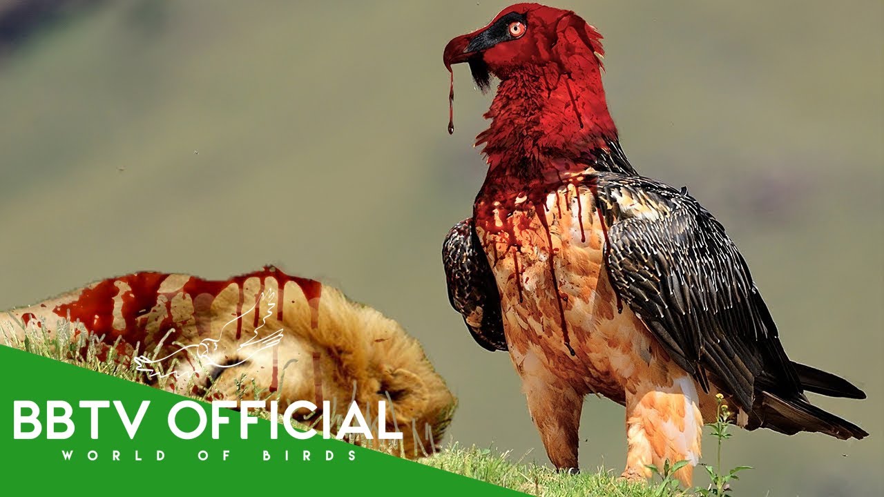 30 Deadliest Birds On The Planet | Wildlife Documentary | BBTV Official