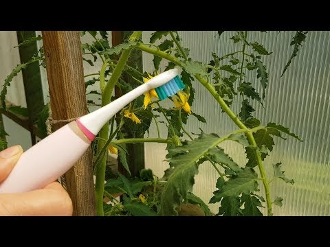 Nowoczesne zapylanie pomidorów - Melarosa #8