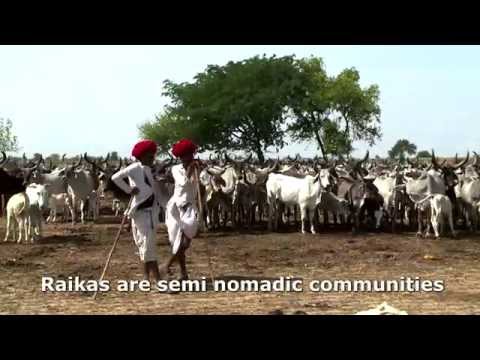 A livelihood on the move - Surviving on marginal lands