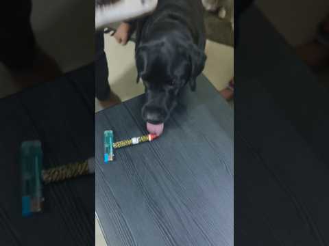 My Cute Honey Wanted extra  Birthday Cake🥯🍔🥞🥐🐈‍⬛#drvinbonsaipilla #trending 19/10/23