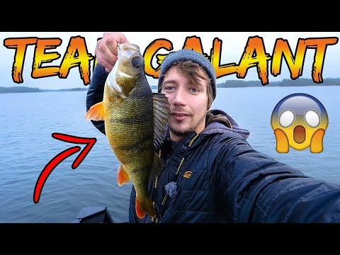 Fantastisk svensk aborrefiskeri med jig