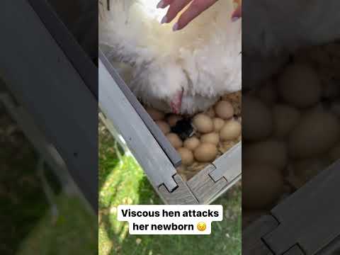 Mother hen attacks her own baby 🥺 #shorts