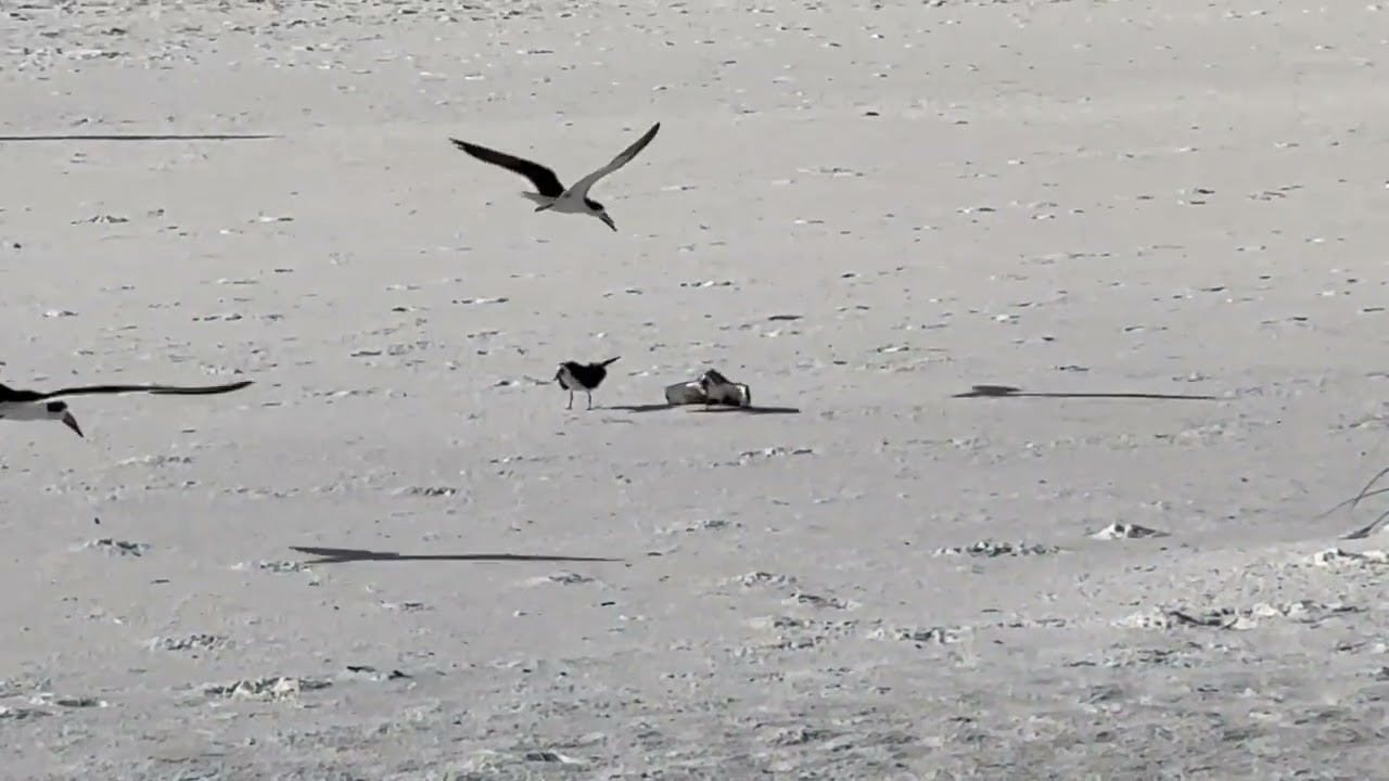 Black Skimmers and Royal Terns after Hurricane Helene