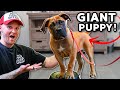 Puppy Training- Teach your Puppy THIS before anything else!