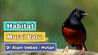 Download lagu Habitat Murai Batu di Alam bebas | White rumped Shama Bird mp3 Download lagu Habitat Murai Batu di Alam bebas | White rumped Shama Bird mp3