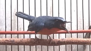 Download lagu Kicau Tledekan Gunung Gacor Fighter Cocok Buat Pancing Bunyi‼️RAGAM KICAU mp3