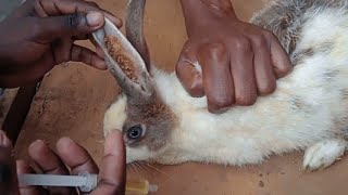 Rabbit Ear Mites Removal & Treatment 6