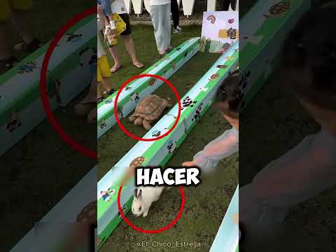 Carrera de CONEJO vs TORTUGA 😯👏