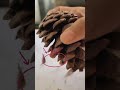 Pine Cone seed? How to get pine cone seed to grow your own pinetree?