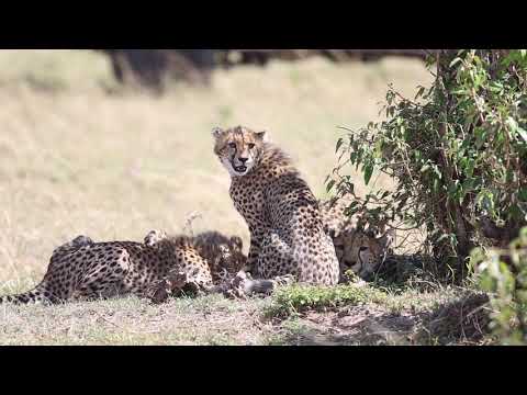 Cheetahs feeding on a Kill - Masai Mara, Kenya | Features Africa Journeys