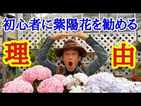 アジサイの美しい開花を保証するものは何ですか？関連する剪定、優先肥料、または雨からの保護?  庭園