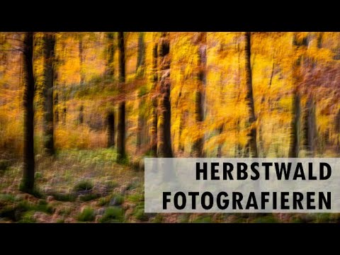 Unterwegs im Herbstwald und Fotoideen
