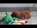 Mini Goldendoodle dogs for sale: Chase - Video 1