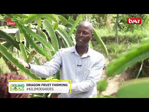 DRAGON FRUITS | Meet the “King of Dragon Fruit”