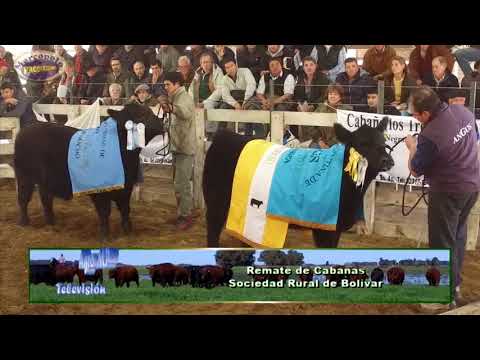 Ganaderia - Remate de Cabañas Don Florencio y Los Trebolares -  Toros