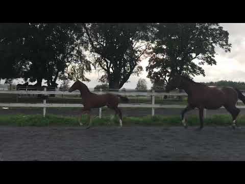 Rial’s Crystal Clear (Cristallo ll - Be My Chief**)