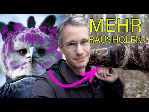 FOTO to GO 📸 Vogel STARK fotografieren u. in Lightroom herausarbeiten | Harpyie