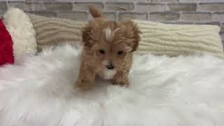 ハーフ犬の動画01