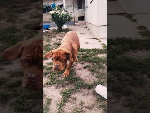 Perros Dogo de Burdeos en venta