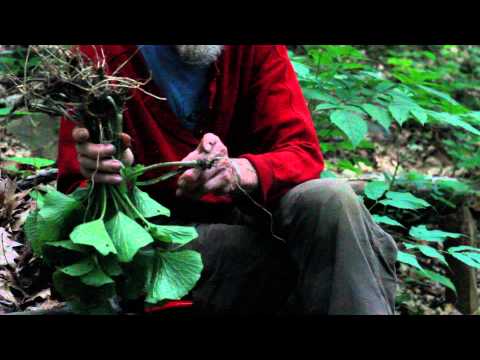 Rhizome propagation of wasabi