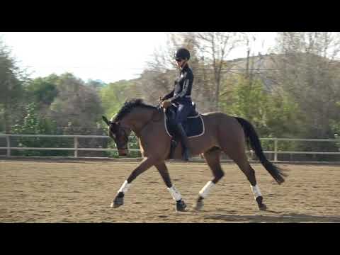 The BEST warm up for your dressage horse