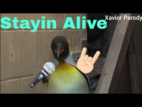I put the Bee Gees Song "Staying Alive" on Penguins Waddling Around