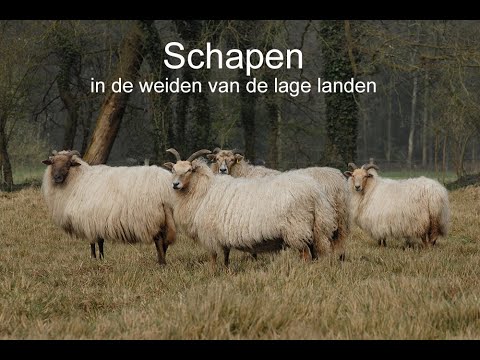 , title : 'Schapenrassen in Nederland'