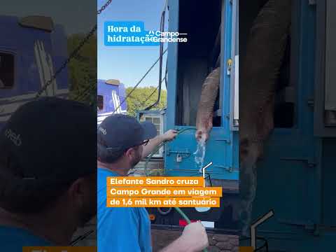 Elefante de 54 anos cruza Campo Grande durante viagem de 1,6 mil km até santuário