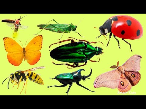 🔊 Listen & Repeat 24 Spanish Insects | ¿Conoces estos insectos?