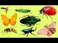 Listen Repeat 24 Spanish Insects Do You Know These Insects