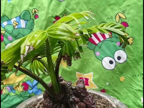 bonsai Klapa on the rock