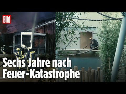 Krefelder Affen haben endlich ein neues Zuhause