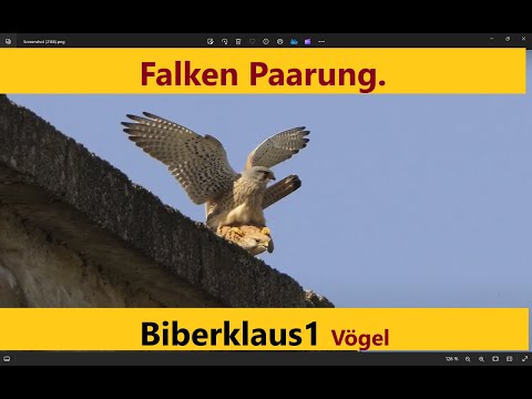 Falken bei der Paarung. Turmfalke, Willibalds Burg Eichstätt