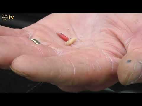 YAC TV BASICS - HOW TO HOOK A MAGGOT